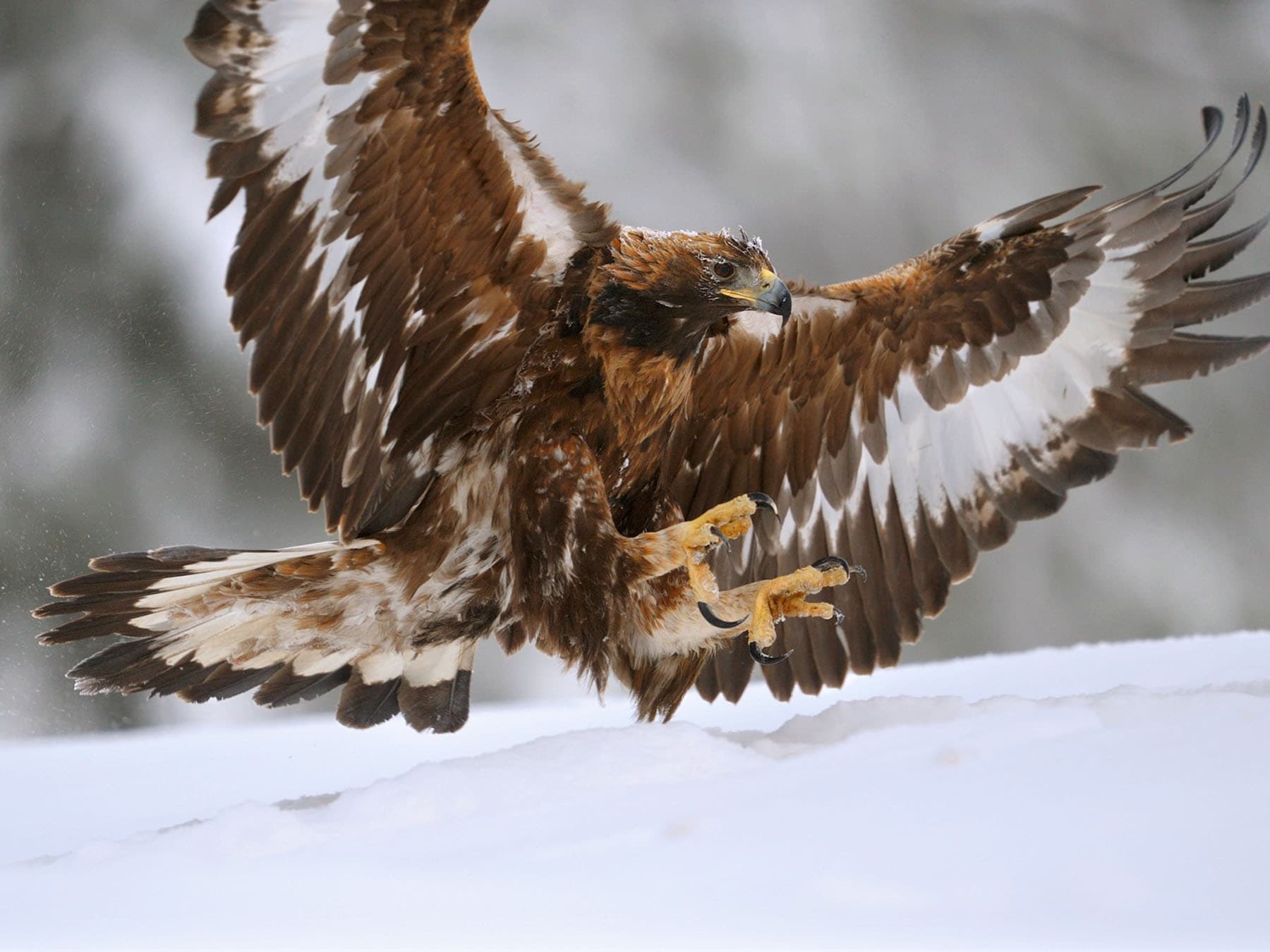 Golden eagle in flight