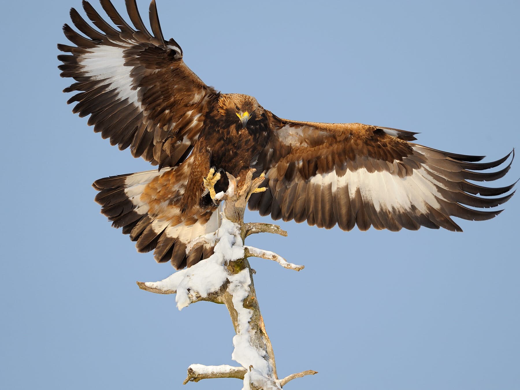 Golden eagle landing