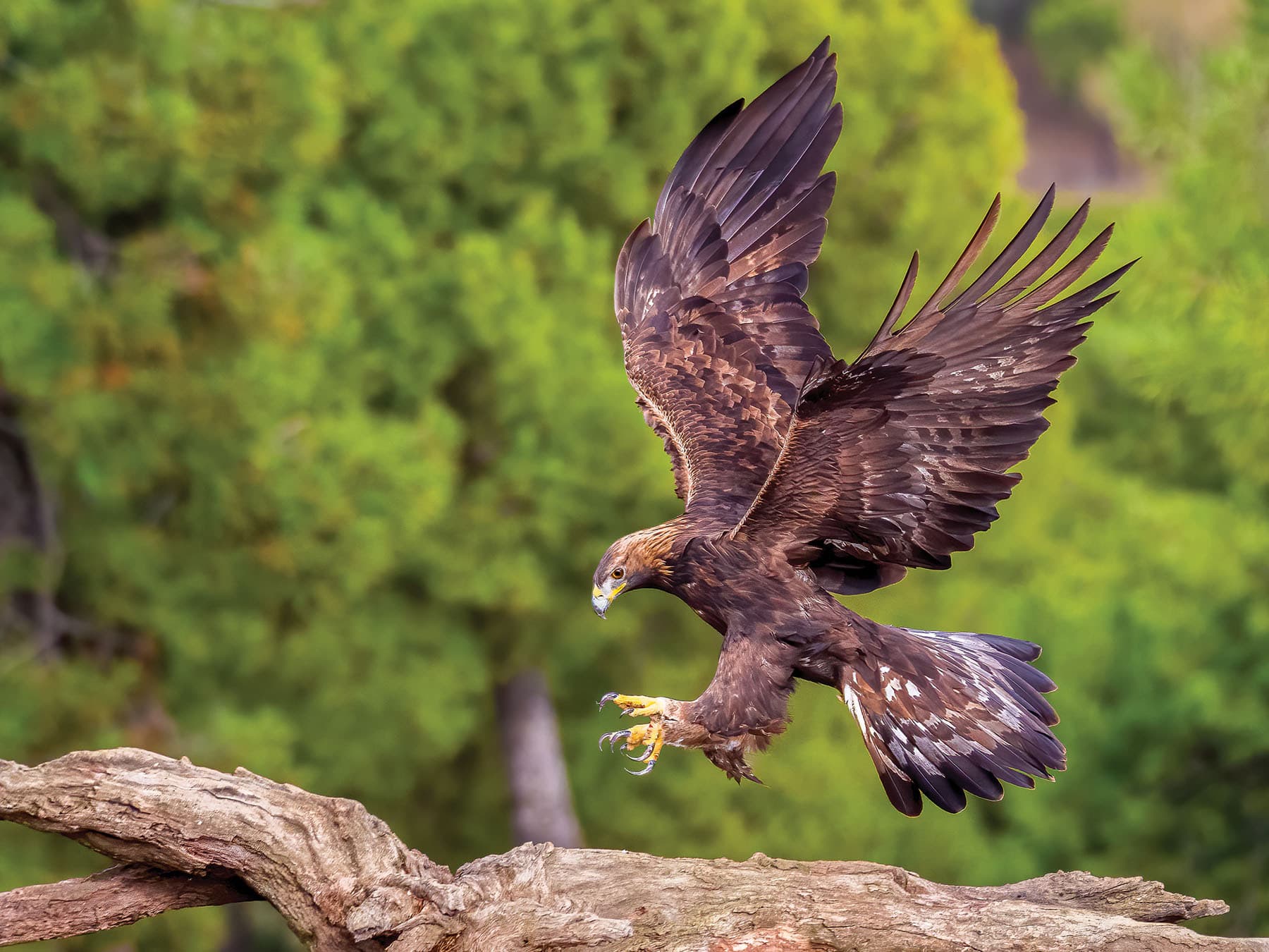 Golden Eagle coming in to land, in its natural habitat