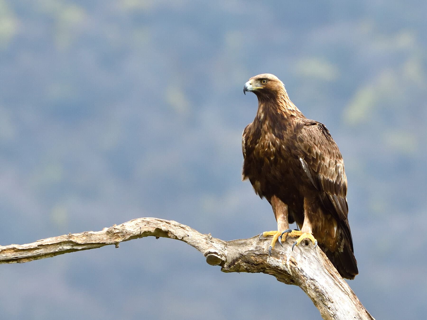 Golden eagle perched