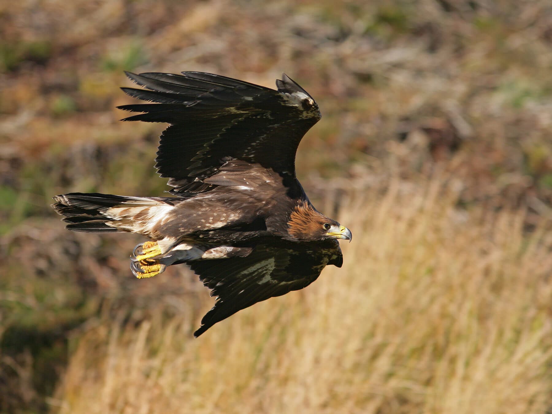Golden eagle soaring