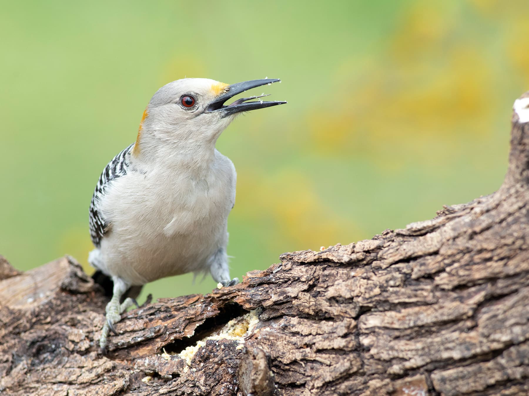 Golden-fronted Woodpecker calling out