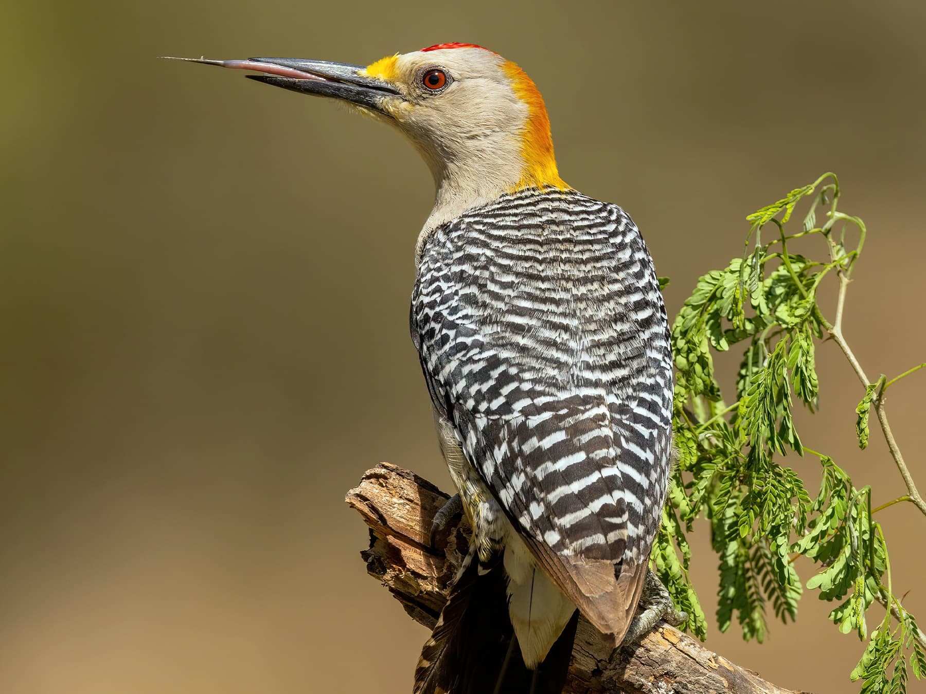 Golden-fronted Woodpecker catching flies