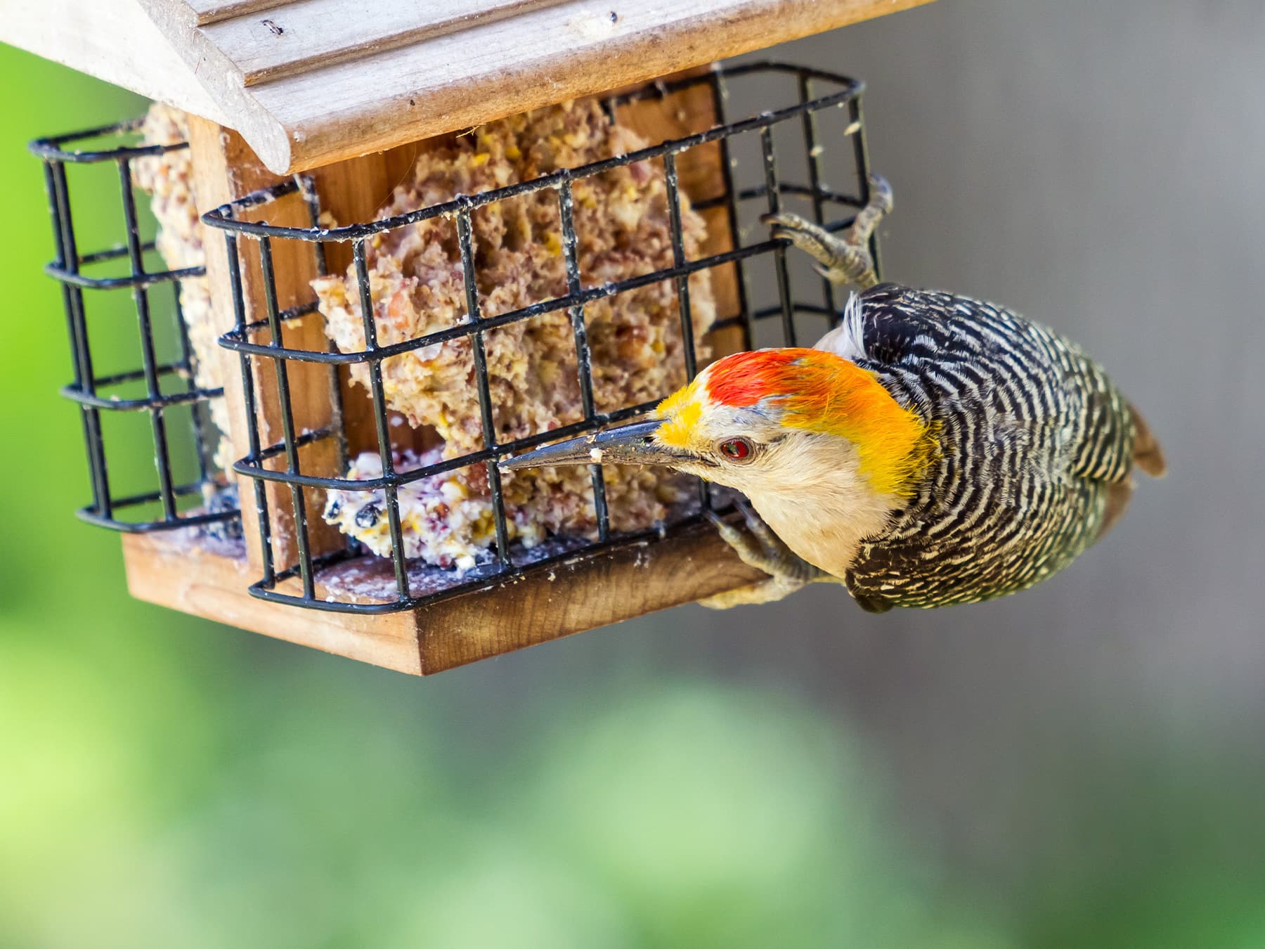 Golden-fronted Woodpecker feeding on a garden feeder