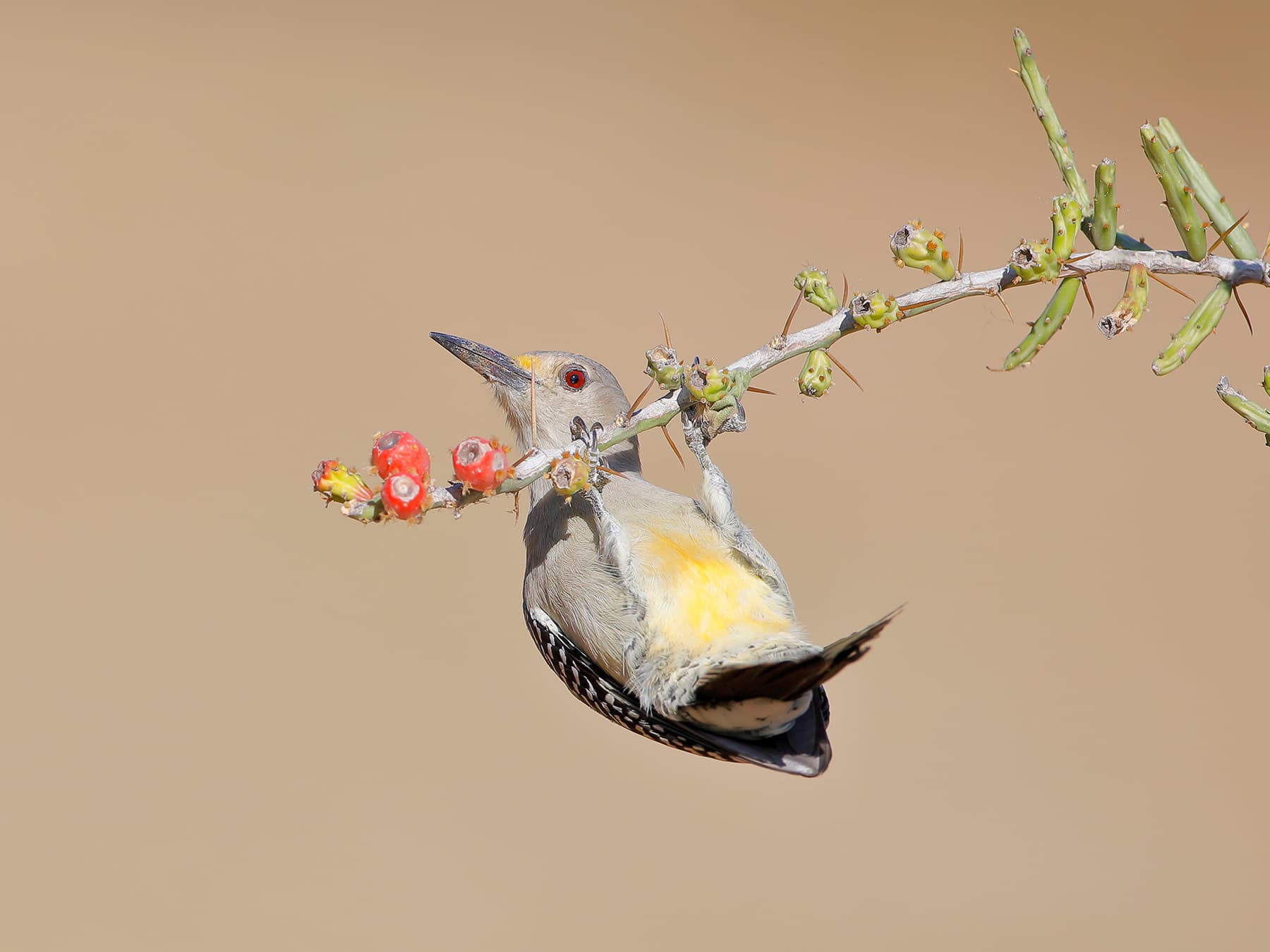 Gold-fronted Woodpecker feeding on berries