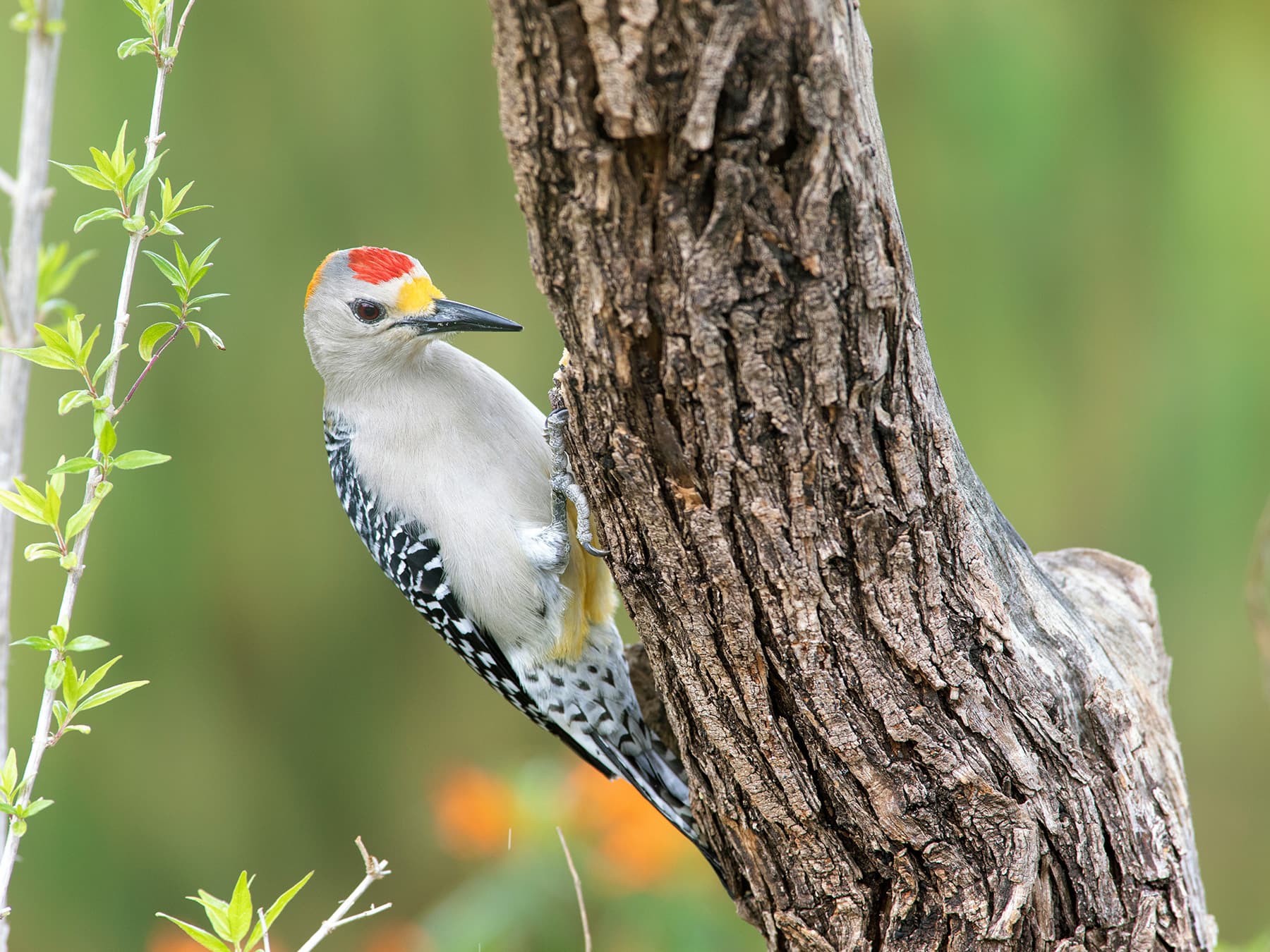 Golden-fronted Woodpecker on the trunk of a tree foraging for food