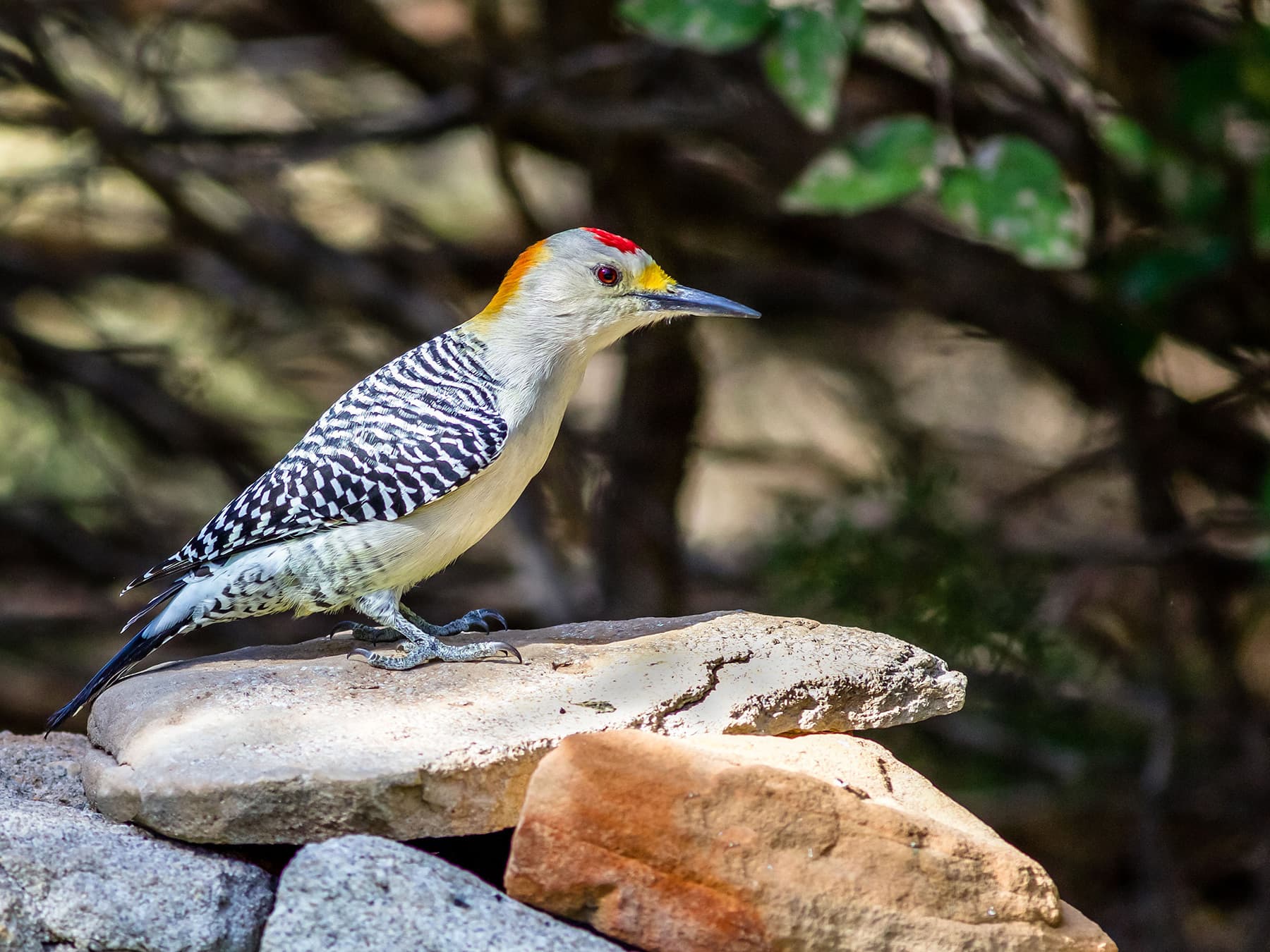 Golden-fronted Woodpecker near a watering hole