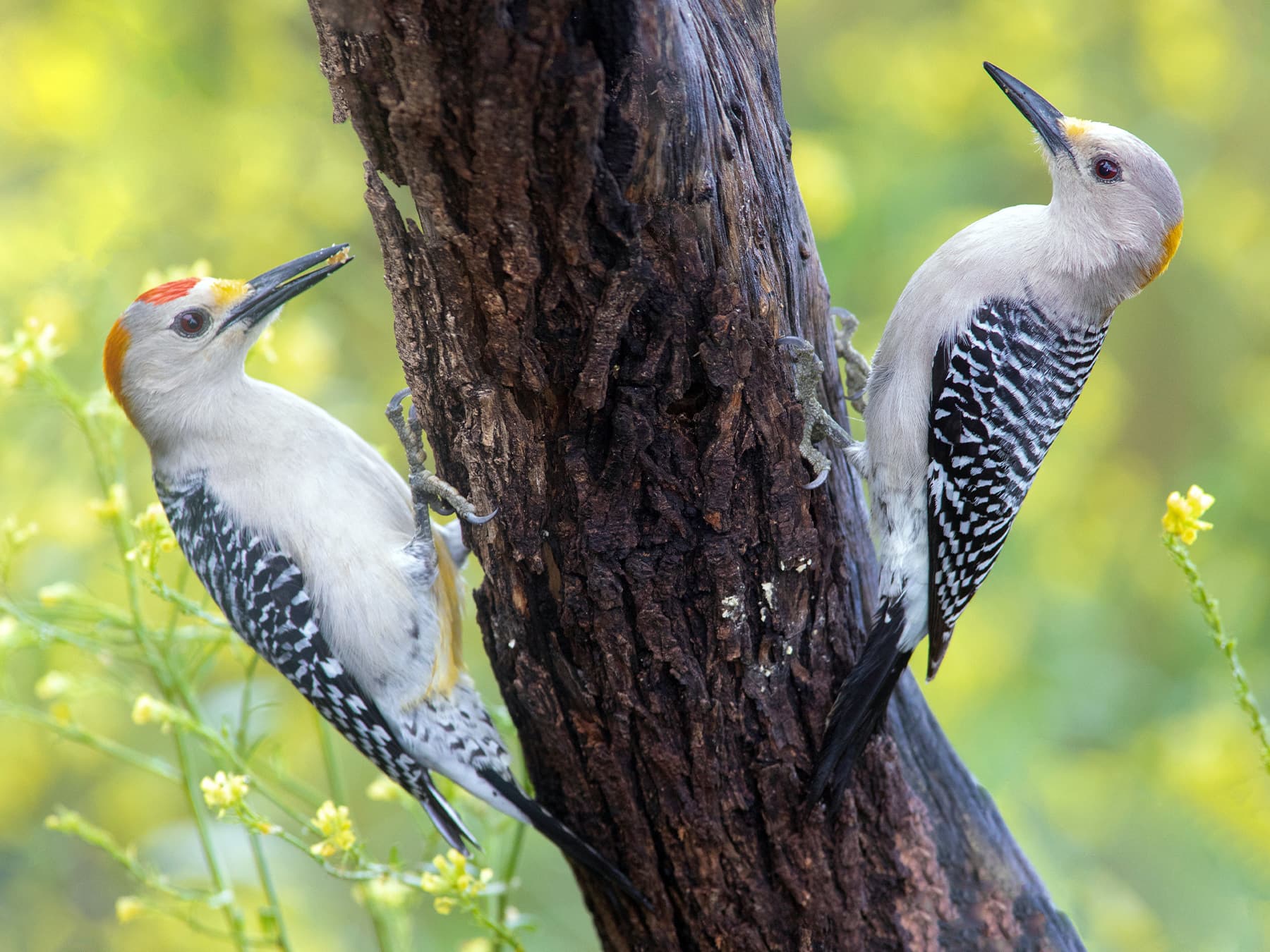 Gold-fronted Woodpecker Male (left) and Female (right)
