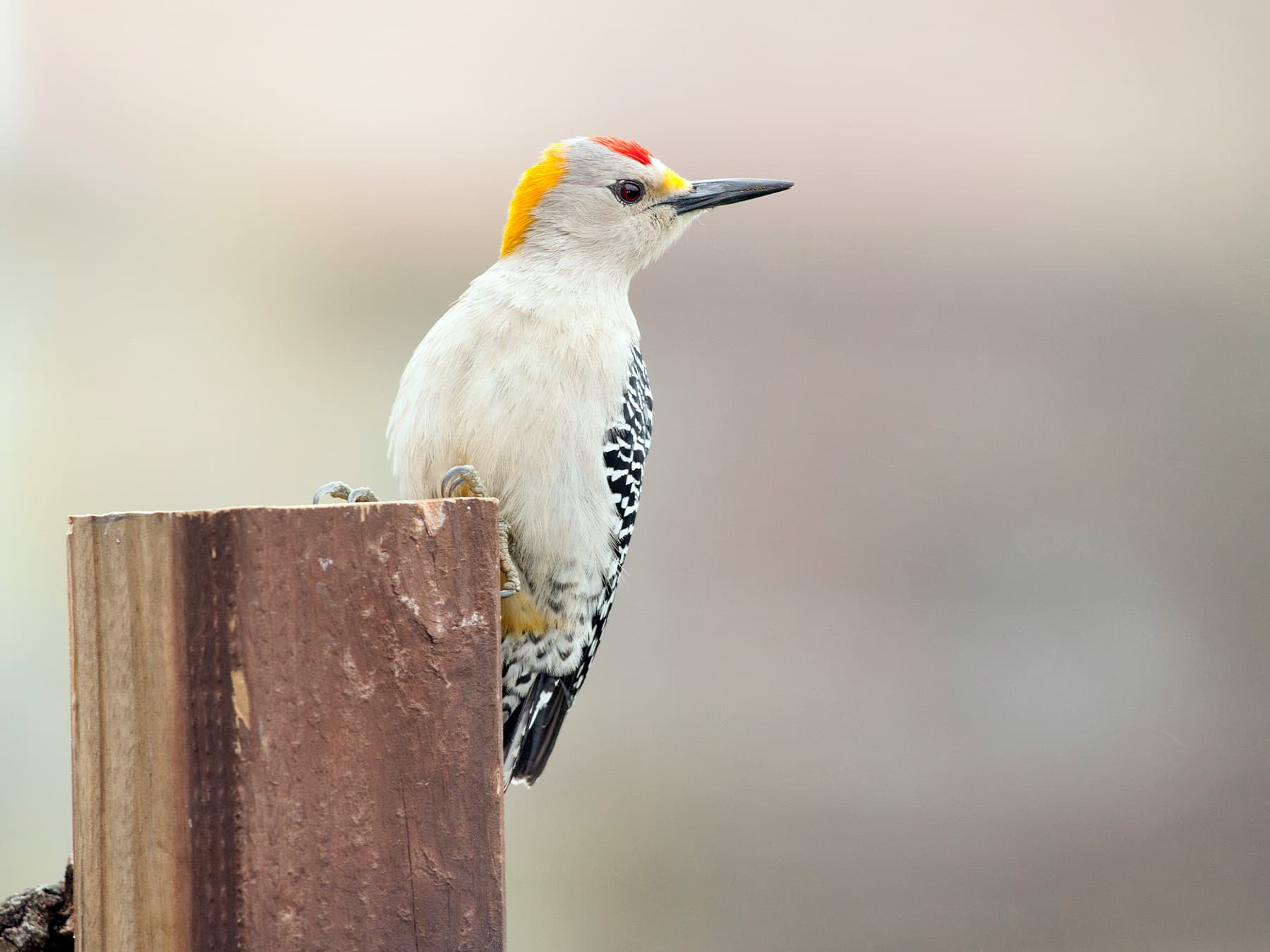 Golden-fronted Woodpecker resting on a wooden post
