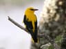 Golden Oriole