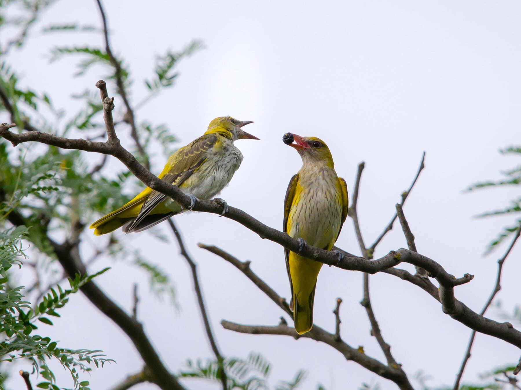 Golden Oriole adult with juvenile