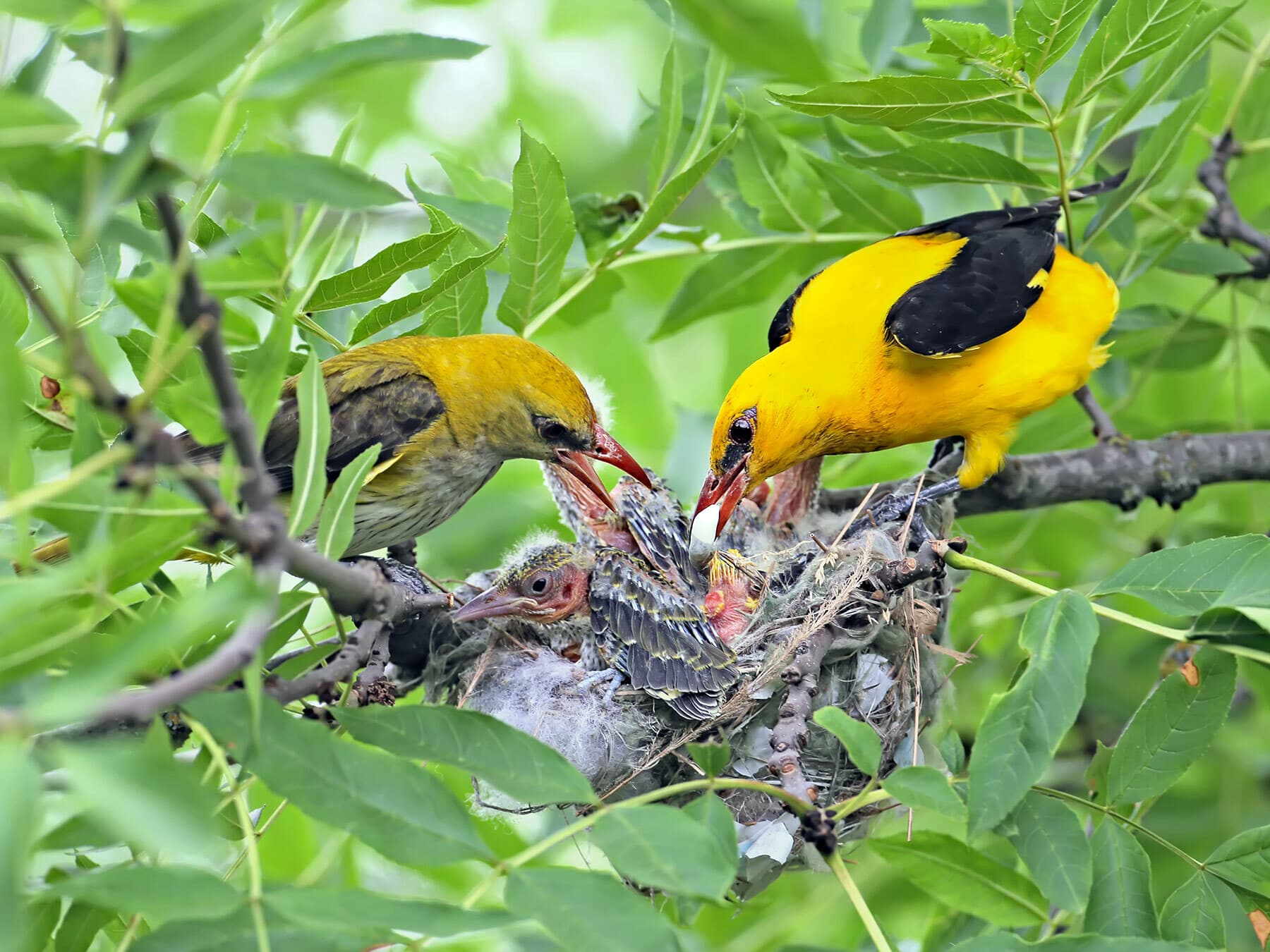 Golden Orioles feeding chicks in nest