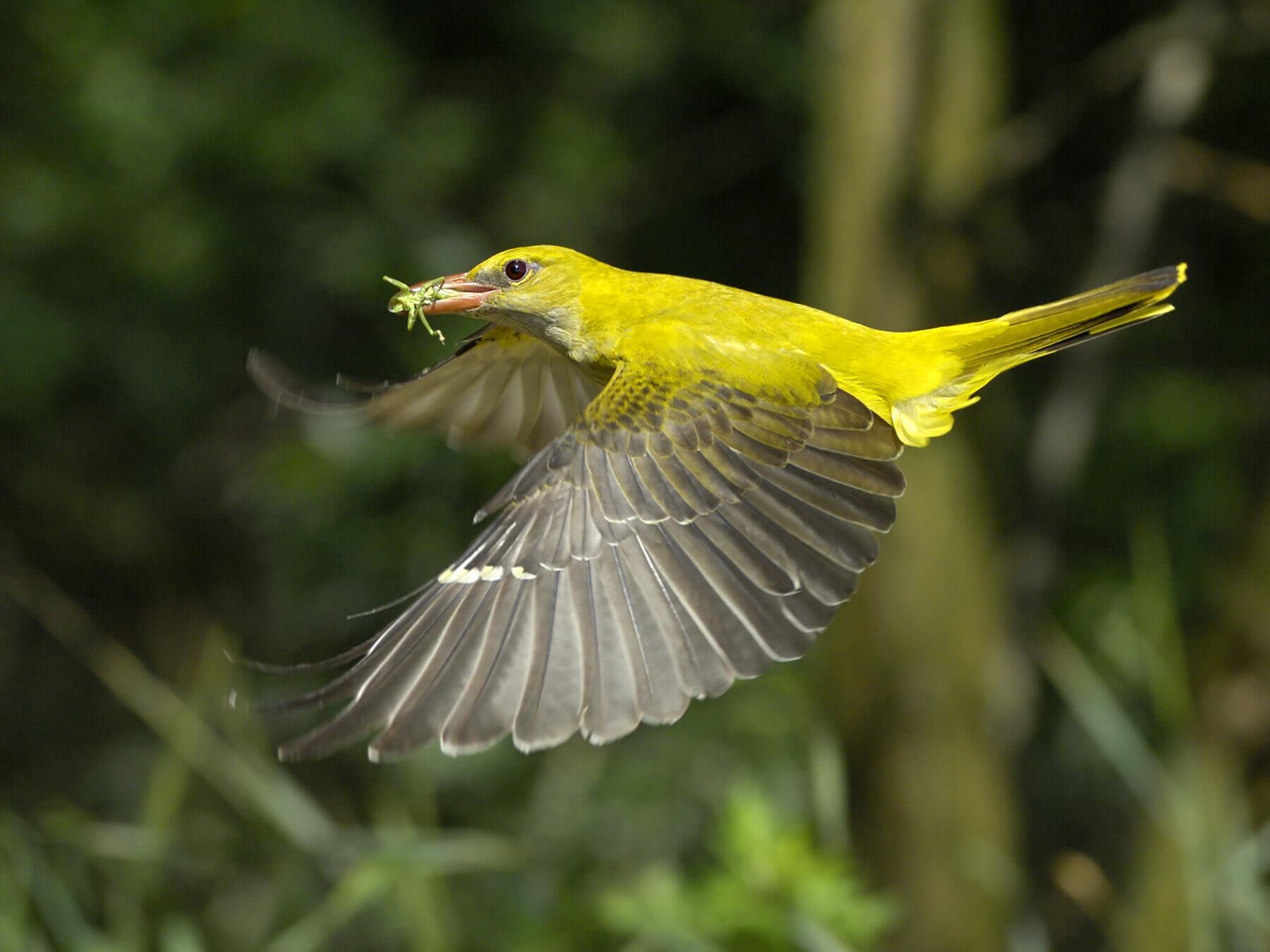 Female Golden Oriole in flight