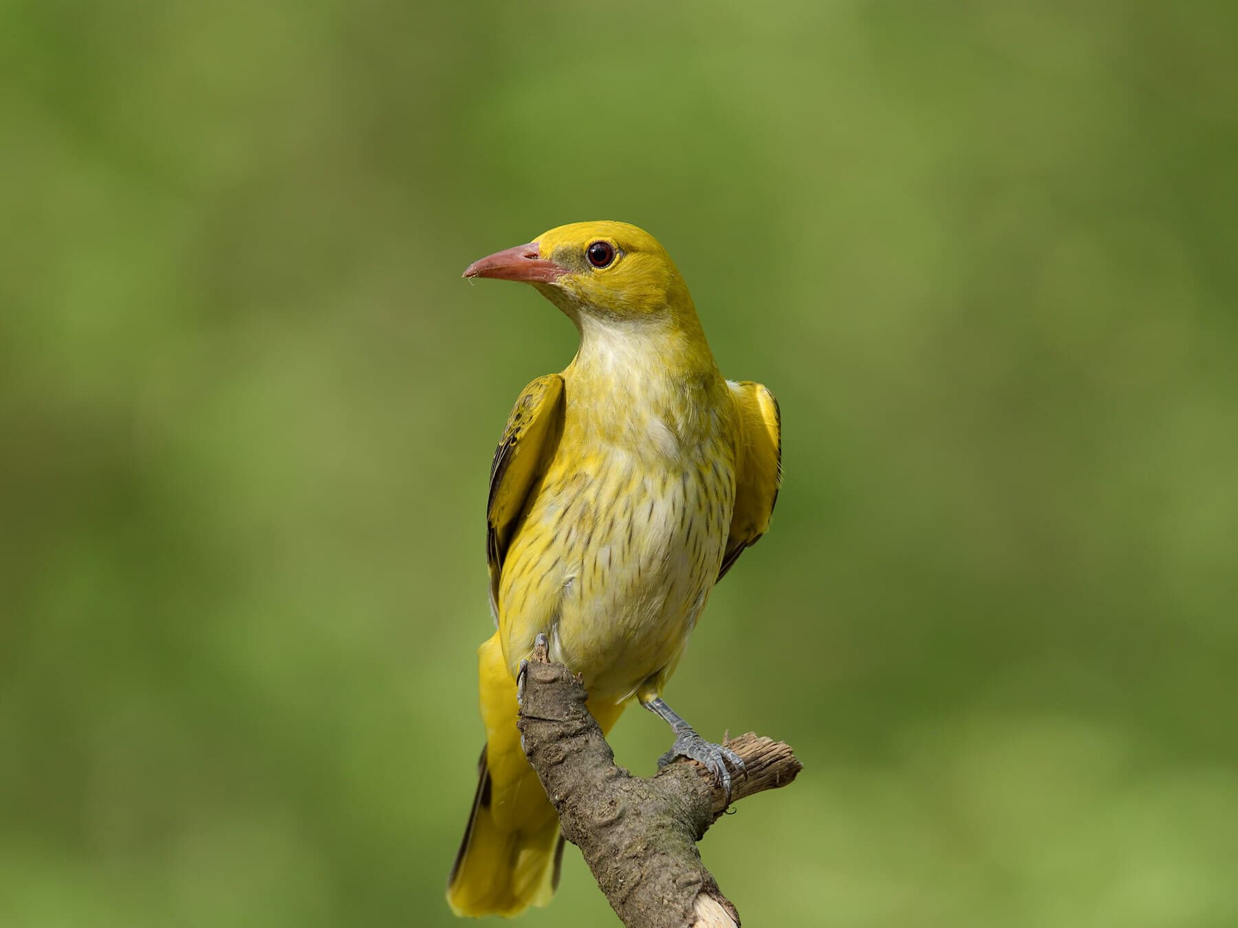 Female Golden Oriole
