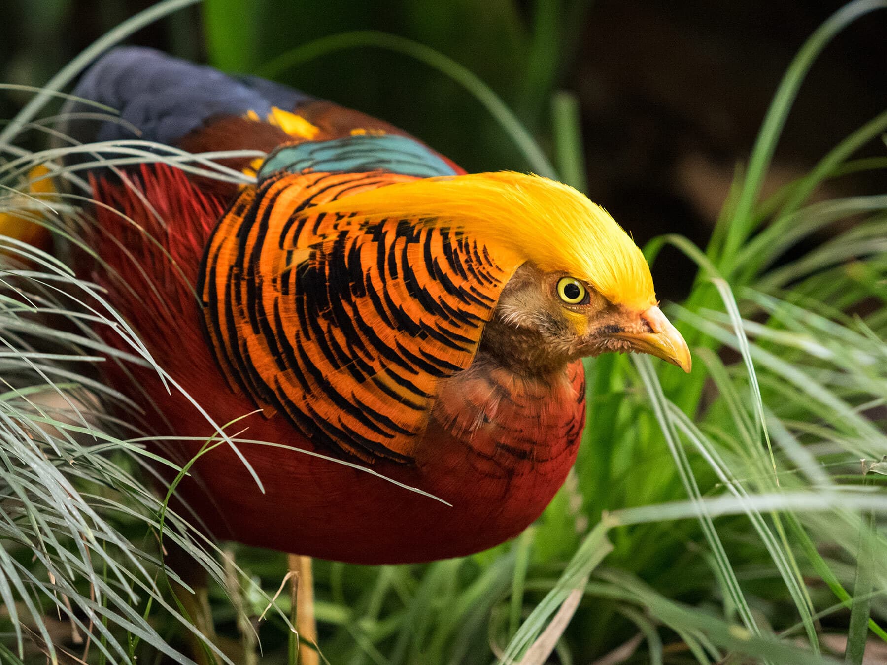 Golden Pheasant