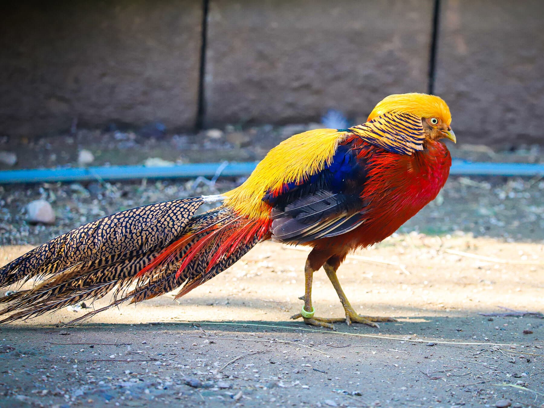 Golden Pheasant standing on the ground
