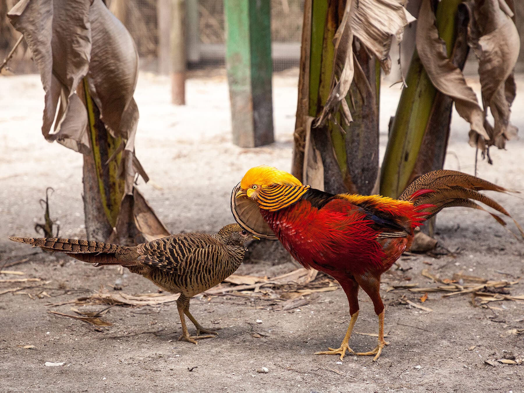 Golden Pheasant mating display