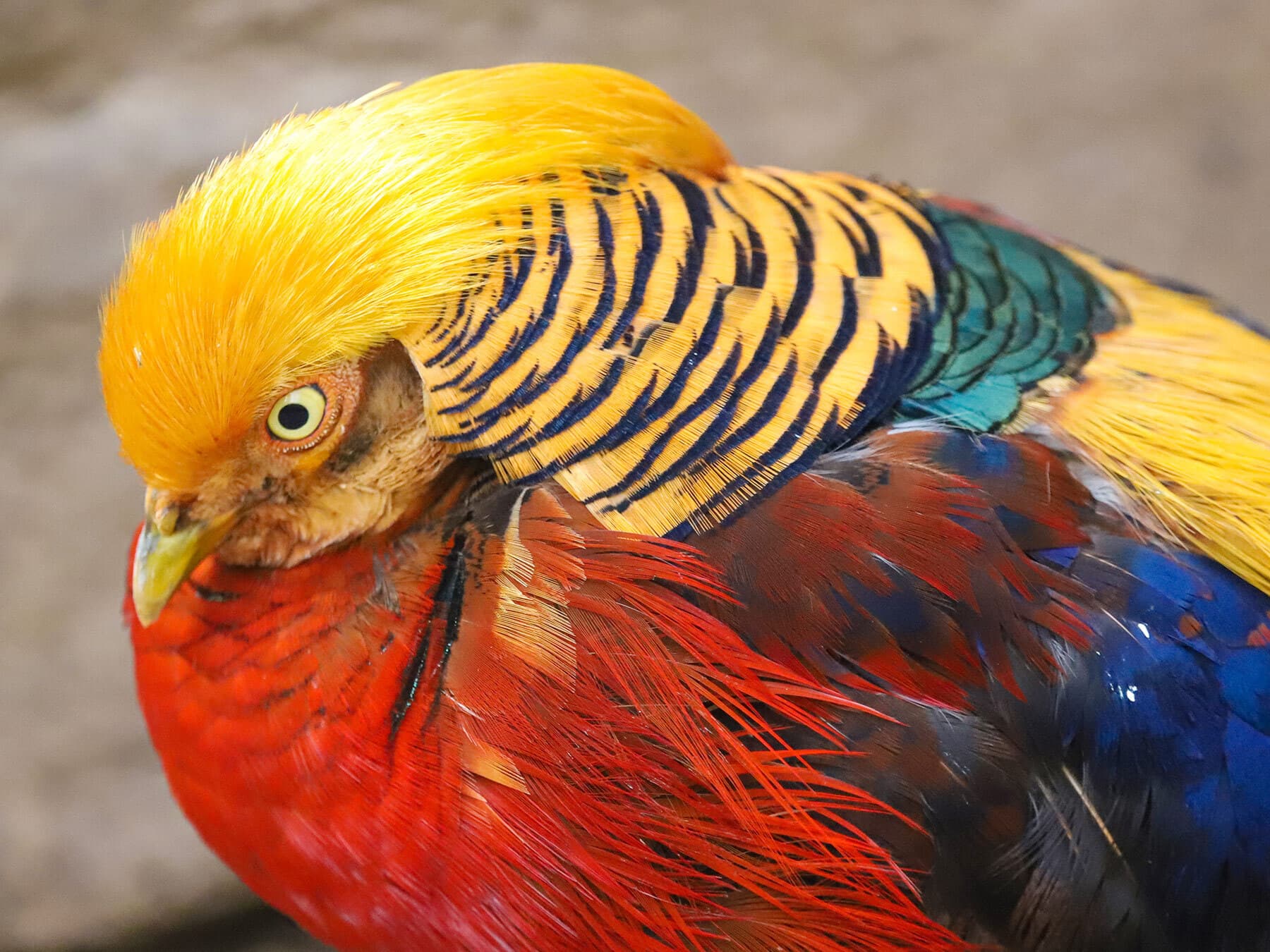 Close up portrait of a Golden Pheasant