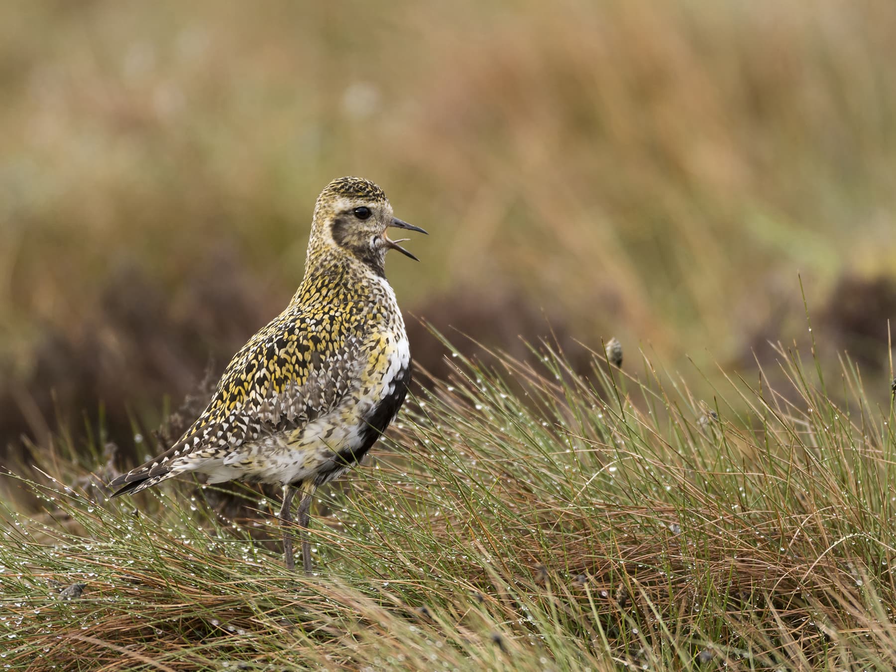Golden Plover calling to its mate