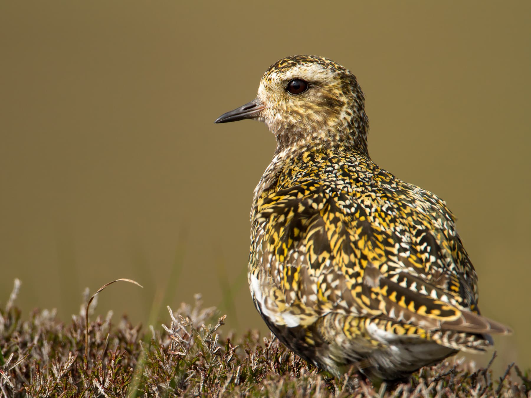Close up of a Golden Plover