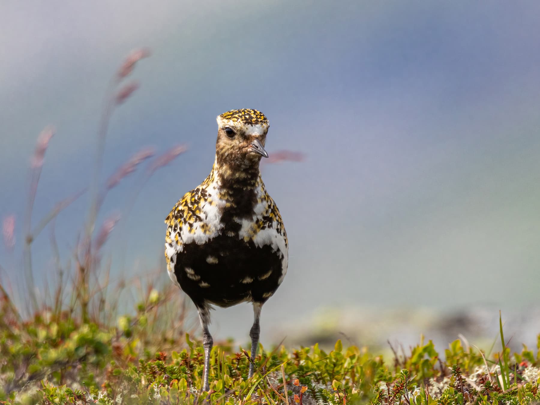Golden Plover on moorland