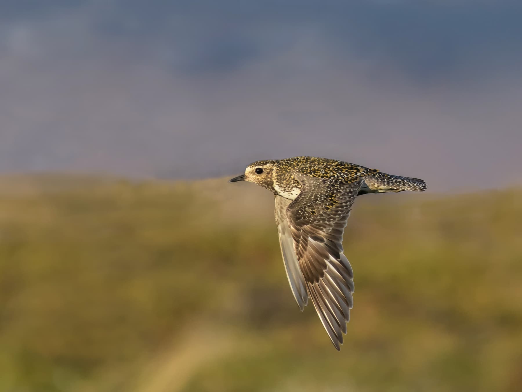 Golden Plover in flight