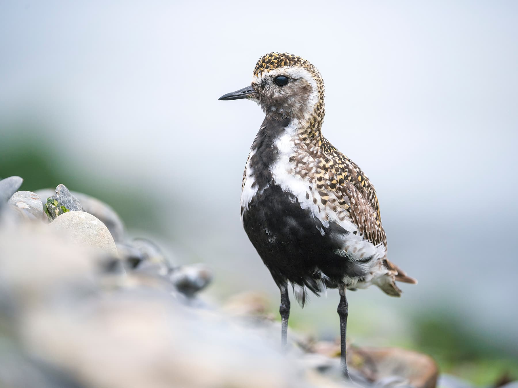 Golden Plover in nest habitat