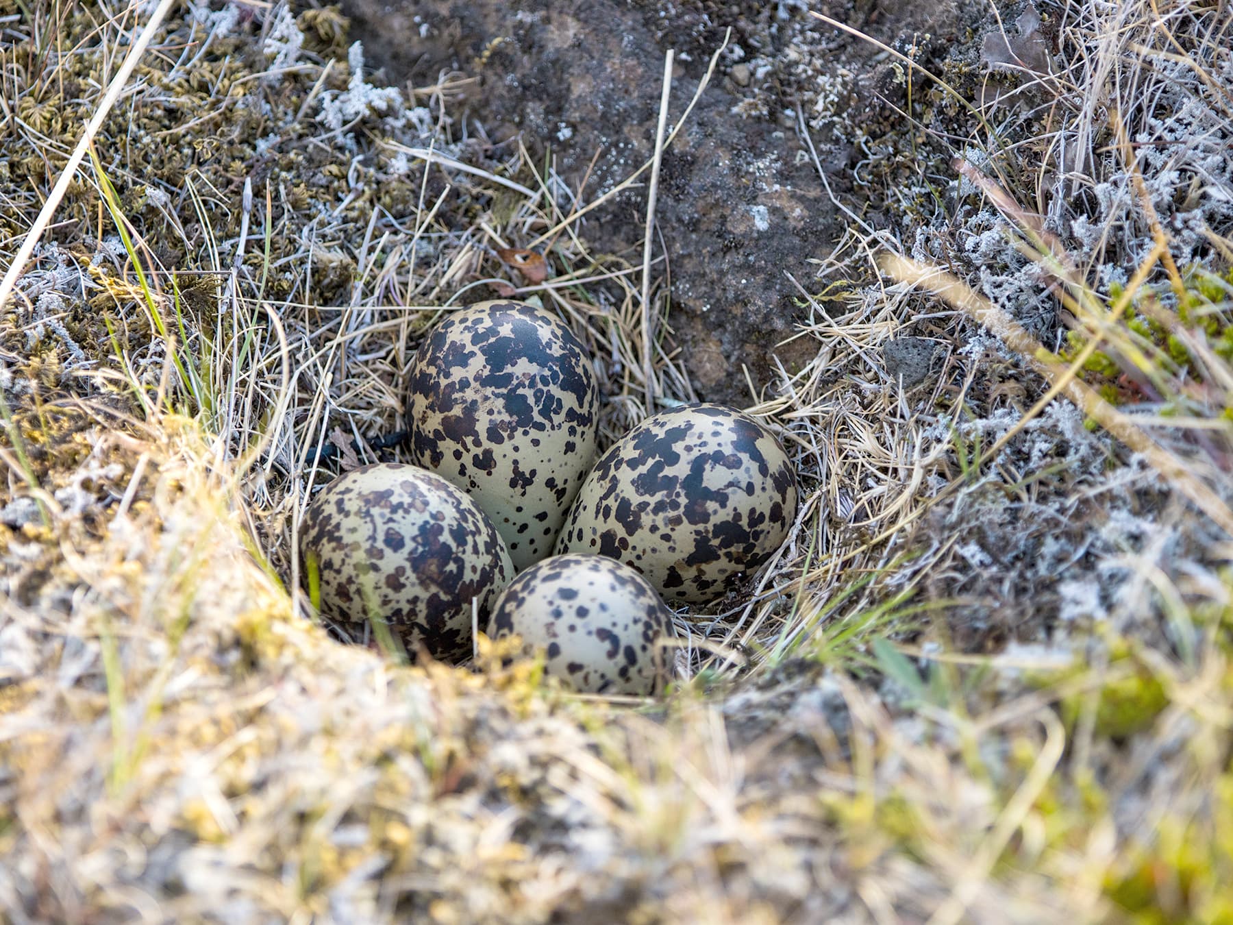 Golden Plover nest with four eggs inside