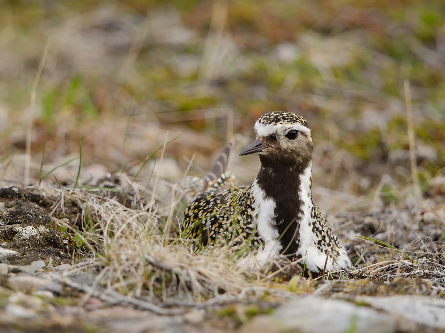 Golden Plover nesting