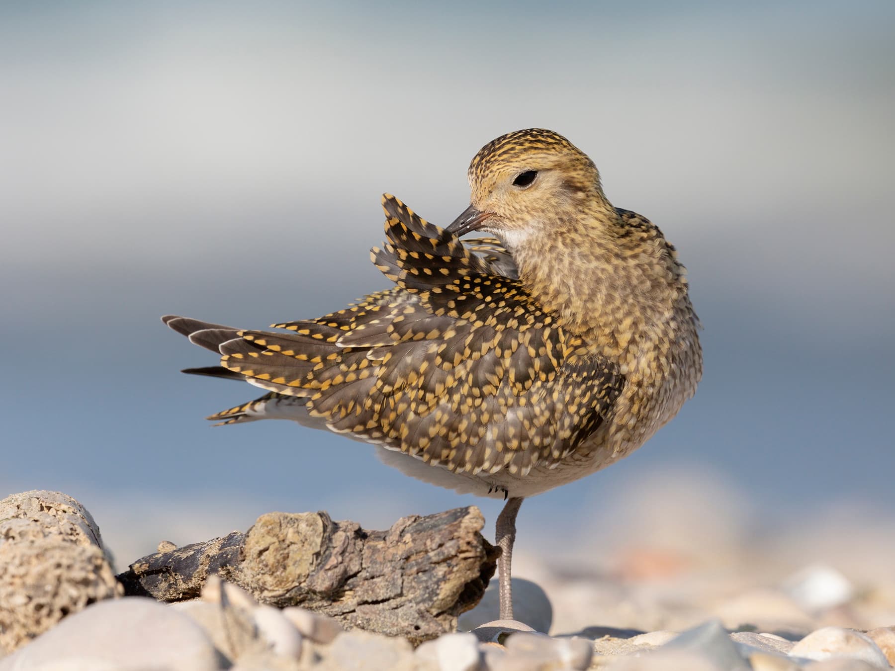 Golden Plover preening during wintertime