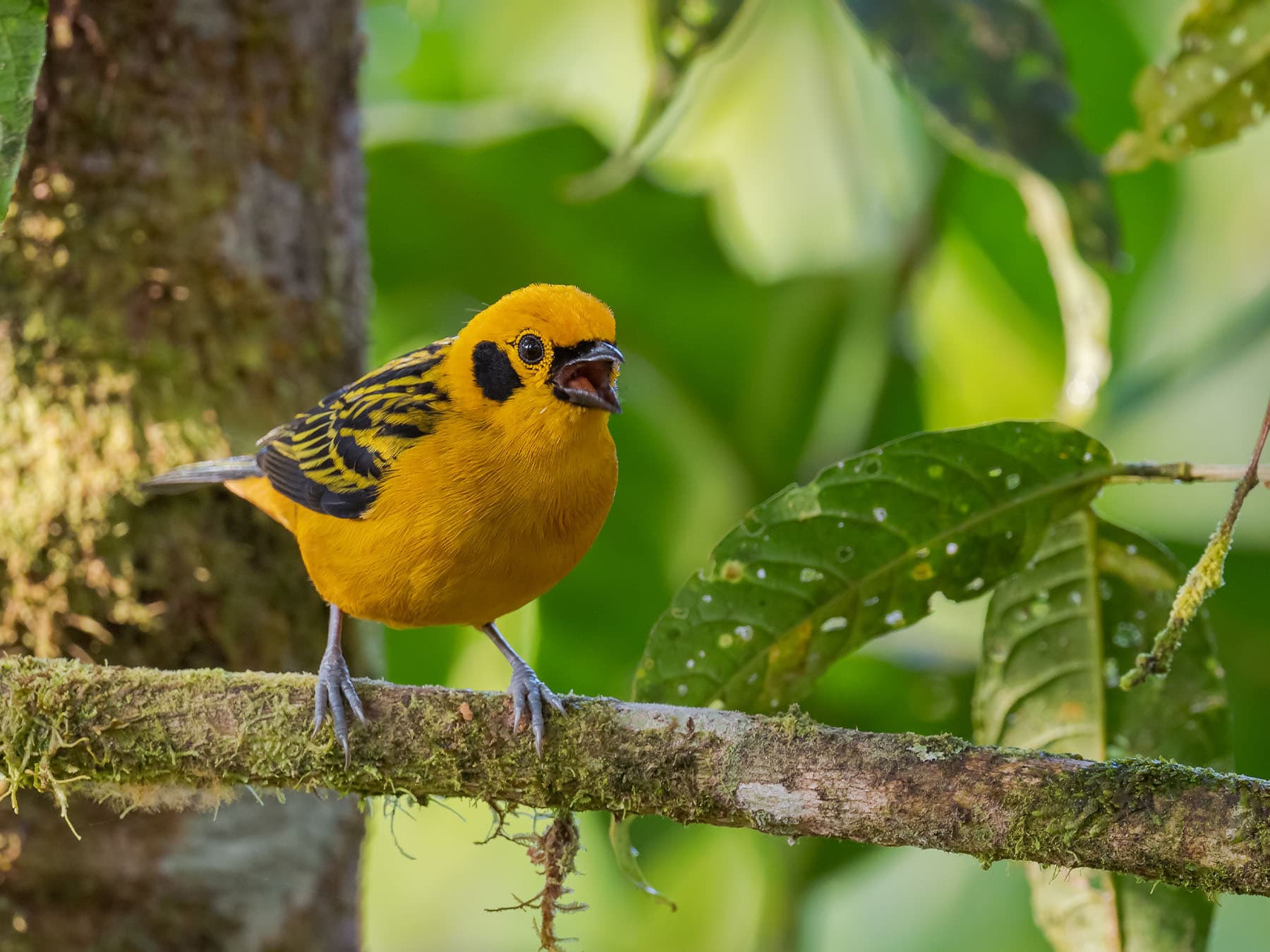 Golden Tanager singing