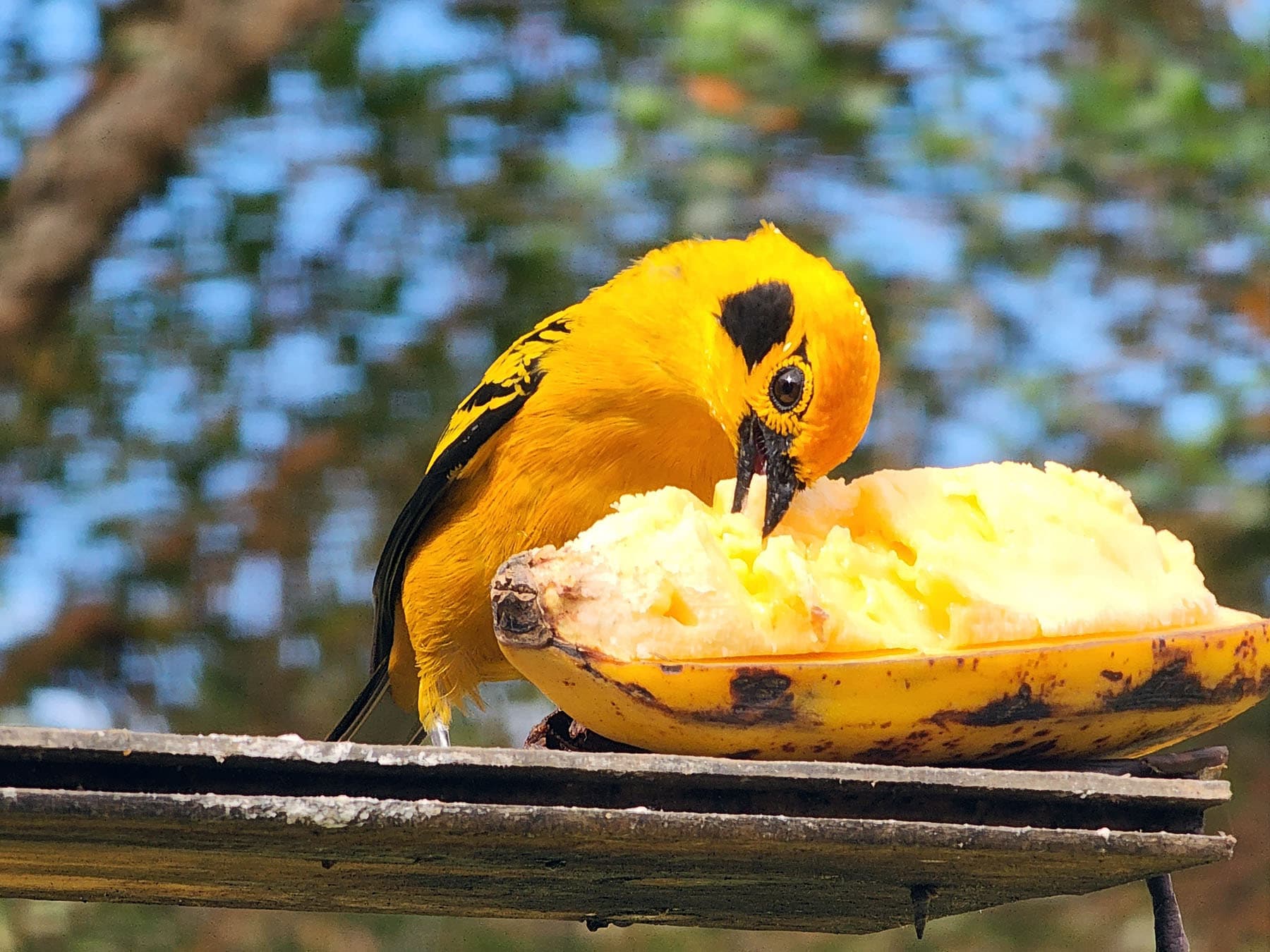 Golden Tanager feeding