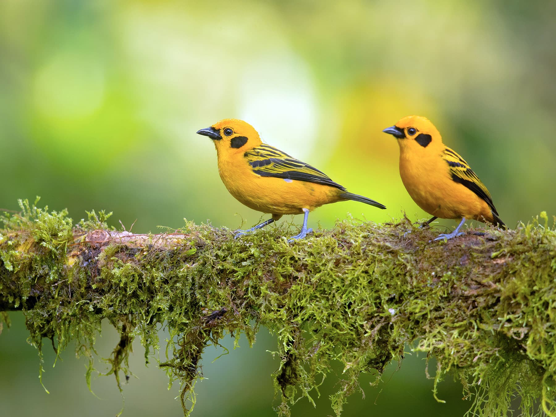 Pair of Golden Tanagers