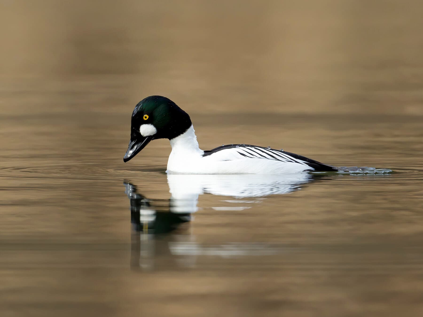 Goldeneye duck diving