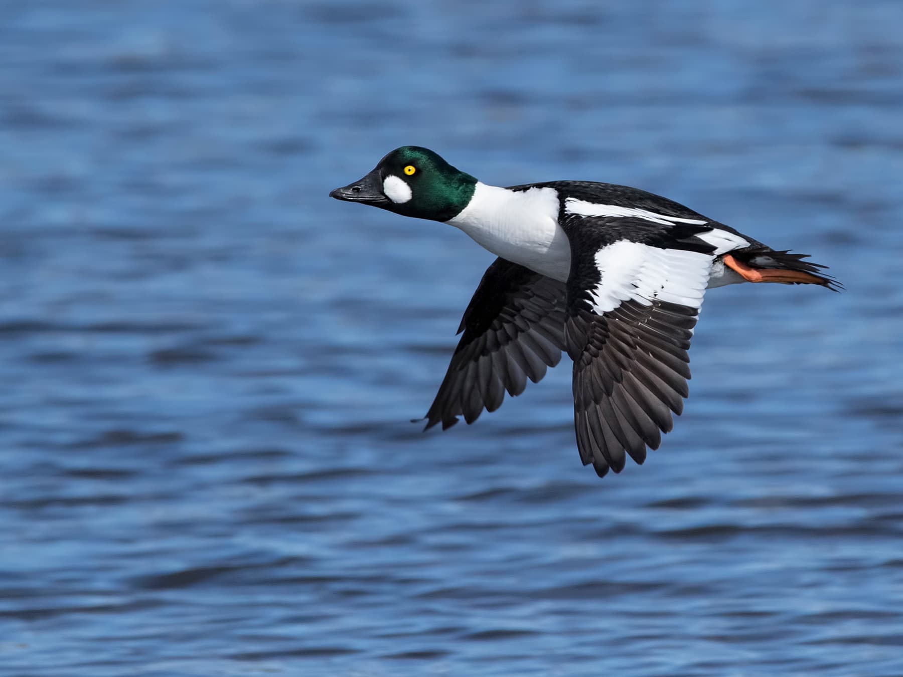 Goldeneye in-flight