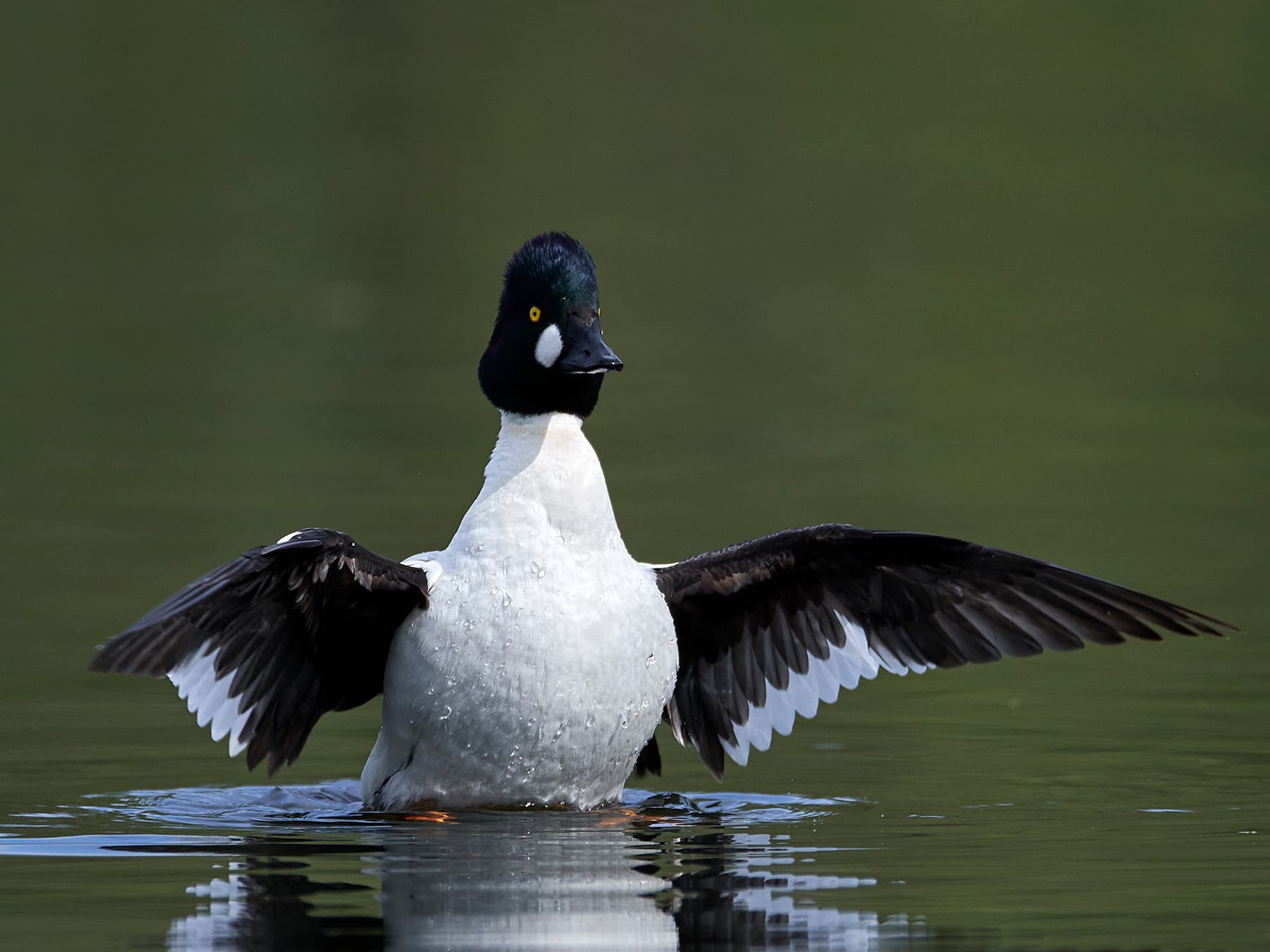 Goldeneye swimming in a lake in the river flapping his wings