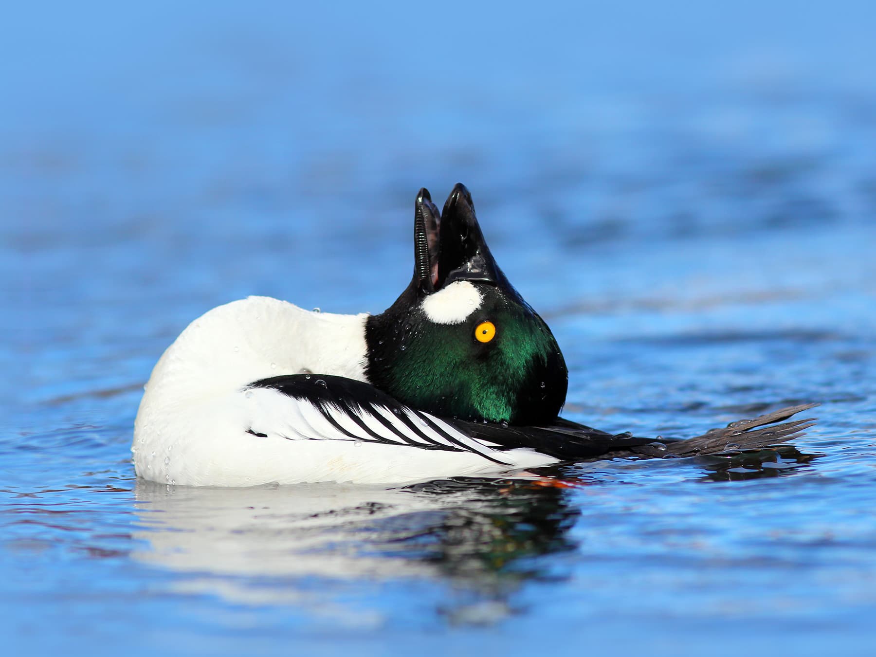 Goldeneye during courtship