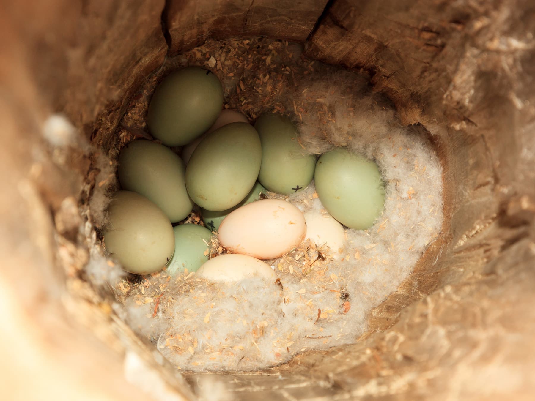 Goldeneye nest with a clutch of eggs