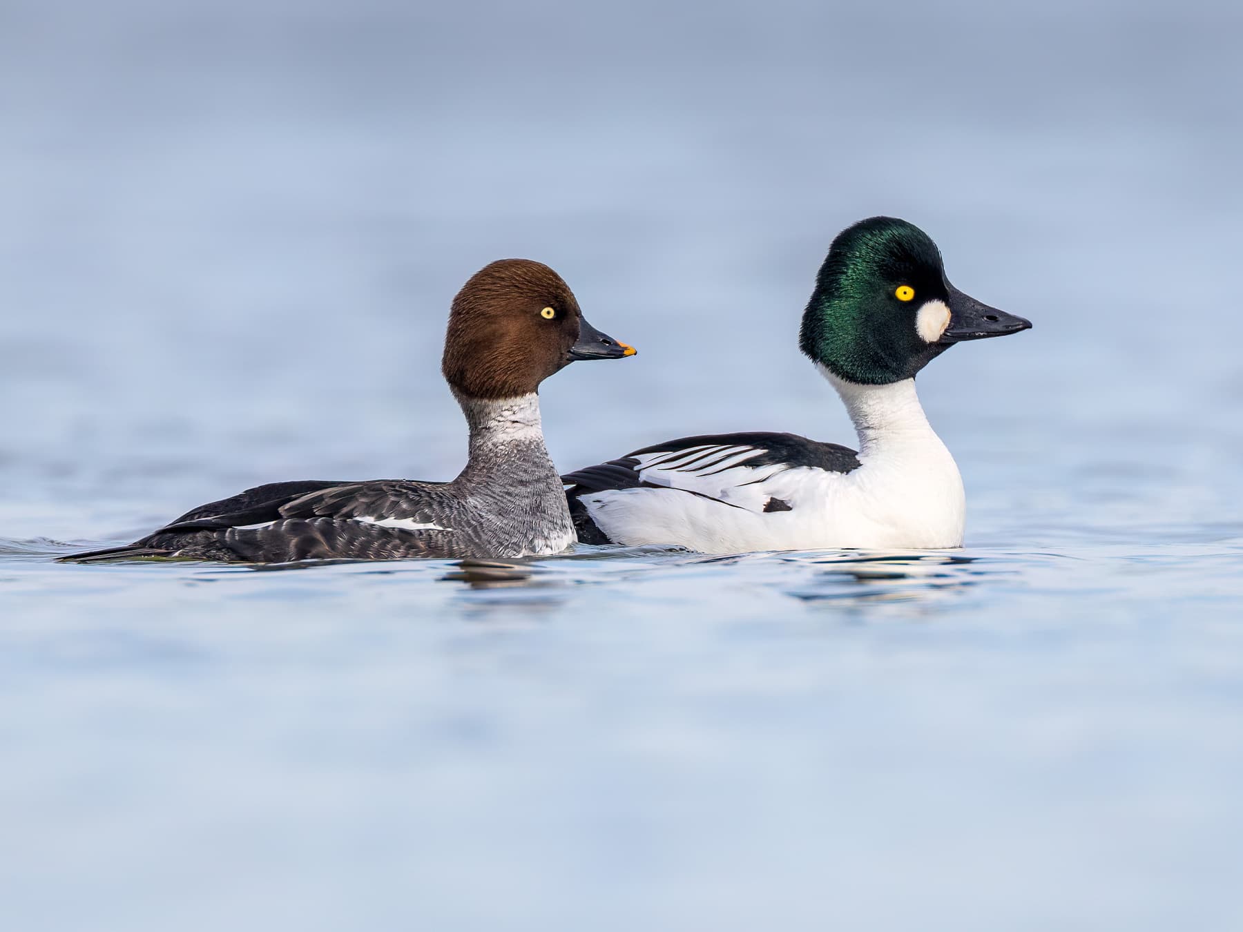 Goldeneye Male (right) and Female (left)