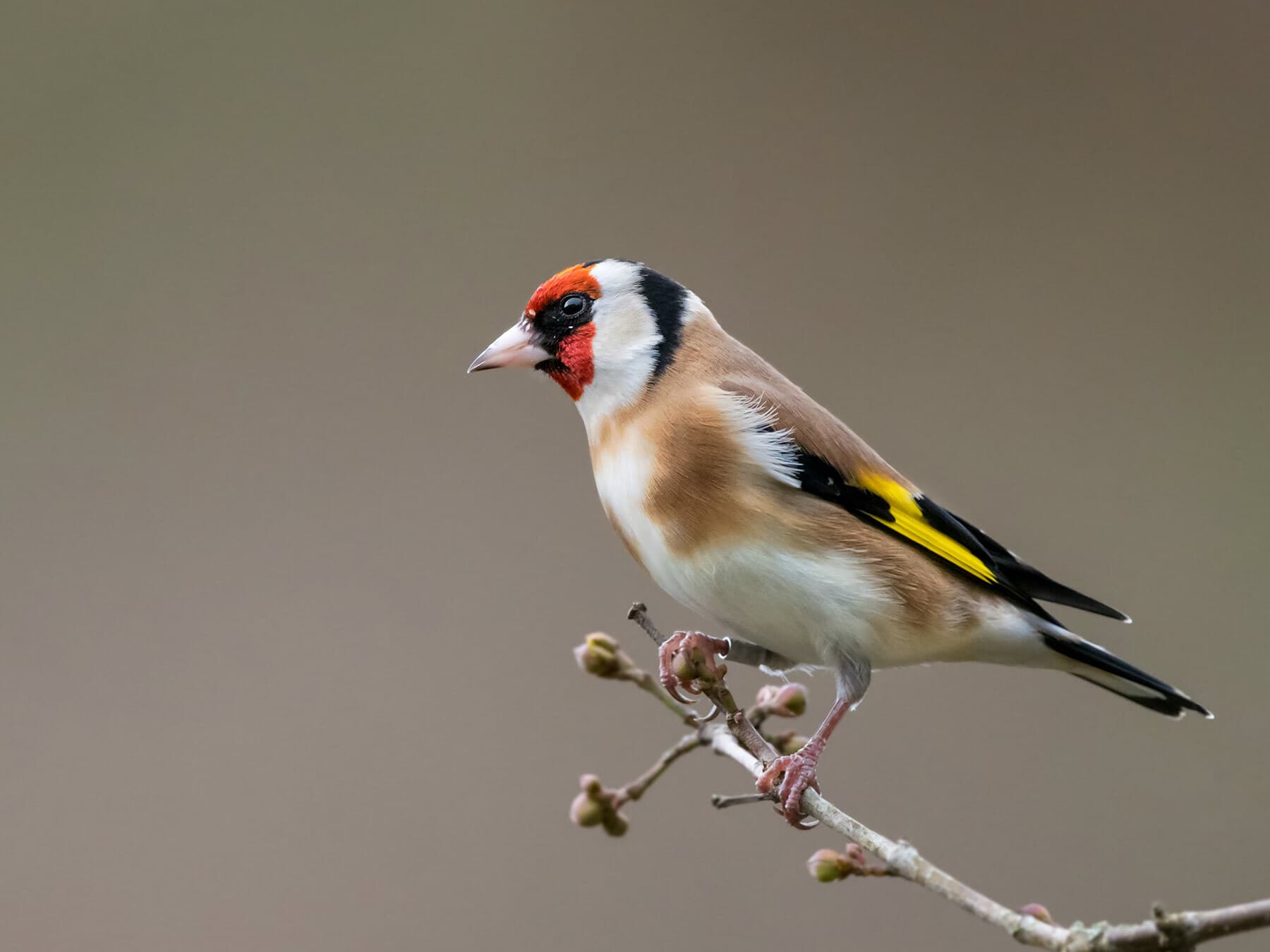 European Goldfinch perched on a branch