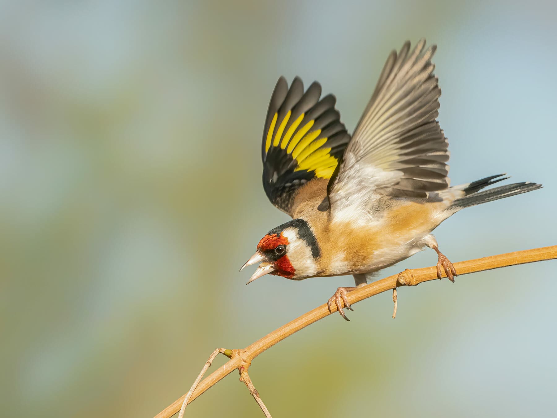 Perched Goldfinch calling before taking off