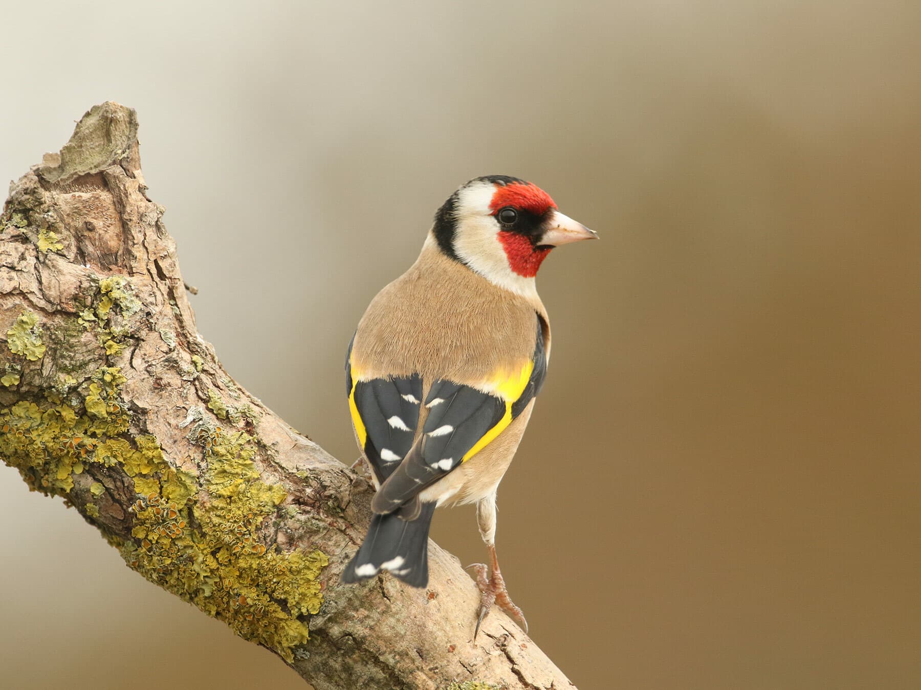 Typical habitats for Goldfinches include woodland, parks, gardens, scrubland and farmland