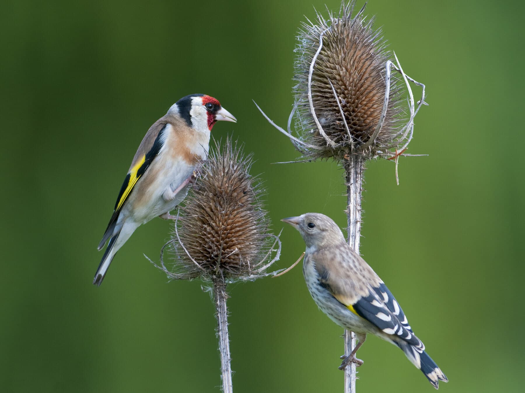 Adult and Juvenile Goldfinch