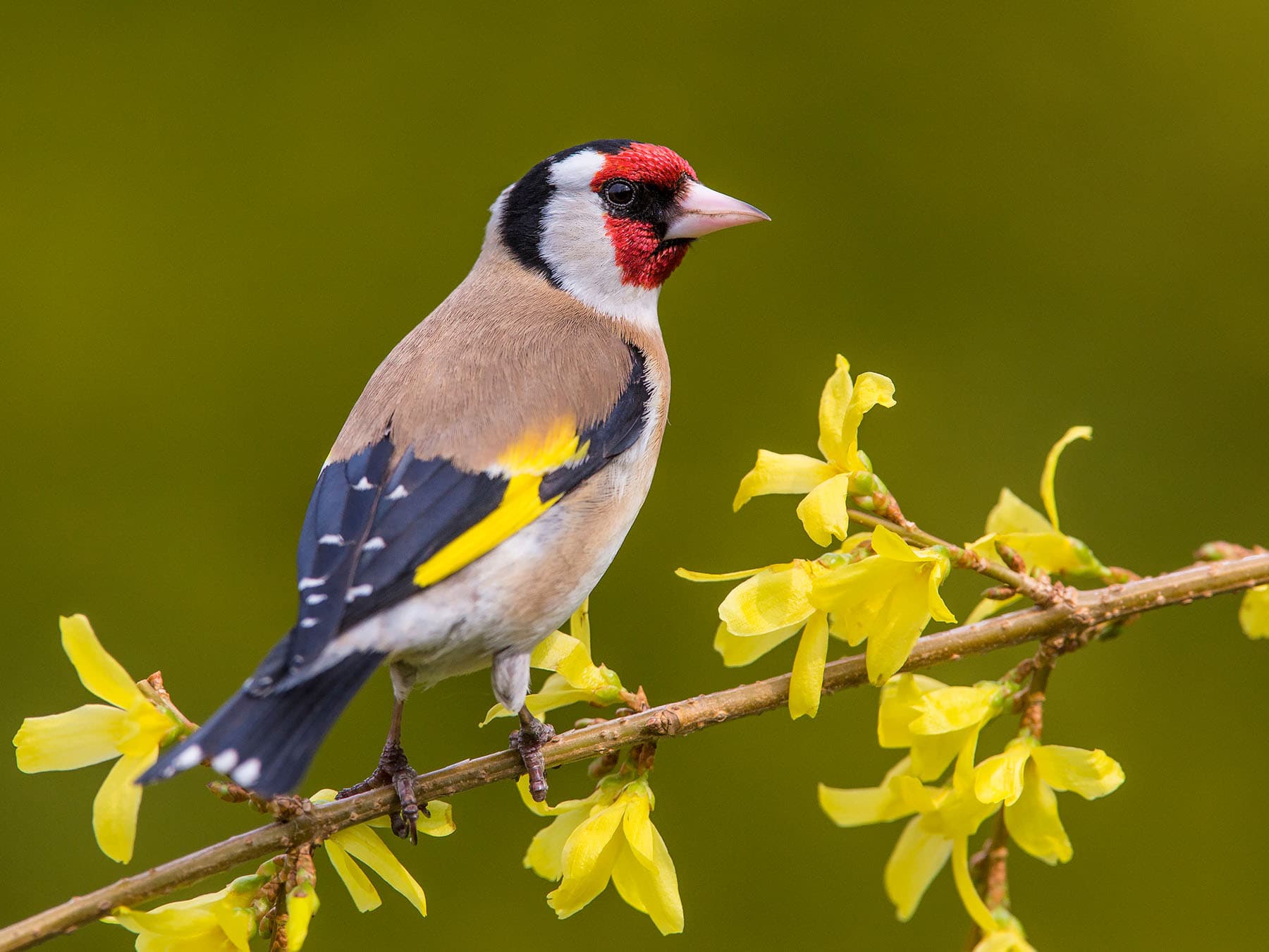 Close up of a Goldfinch