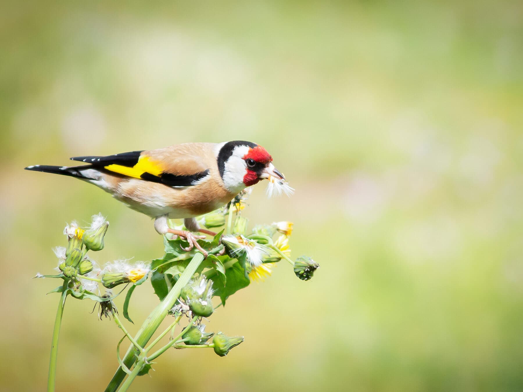Goldfinch eating plant seed