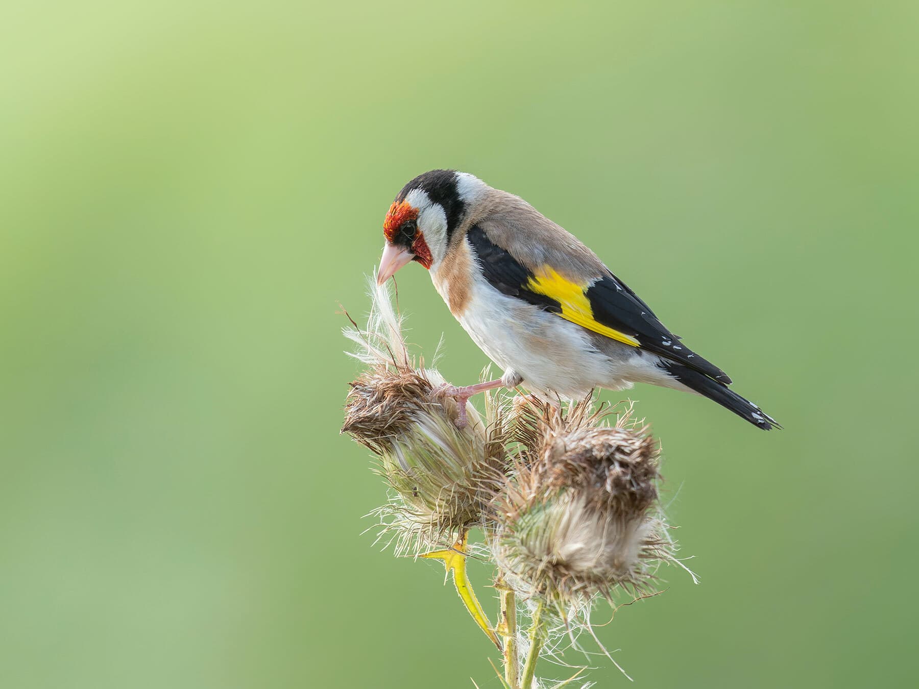 Goldfinch eating thistle