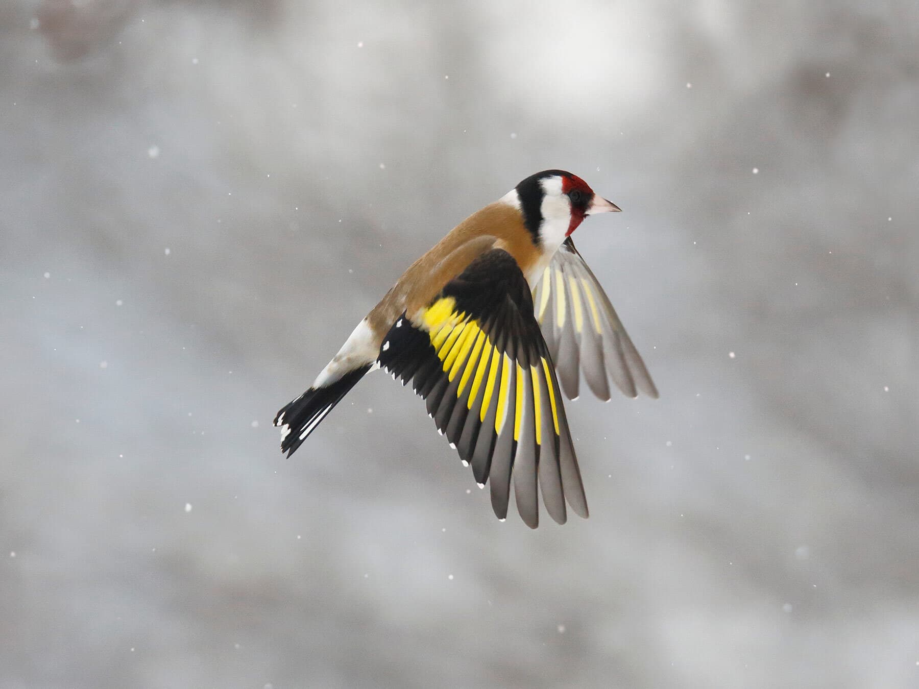 A Goldfinch in flight: the broad gold band runs the length of the black wing