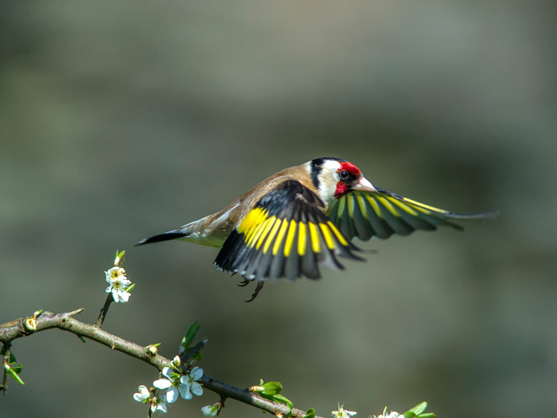 Goldfinch in flight