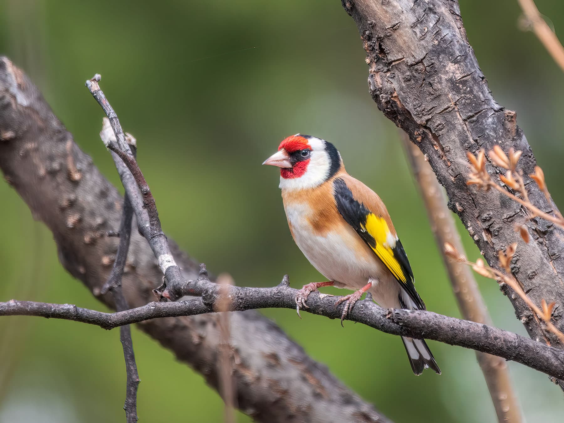 Goldfinches have a stable population in the UK