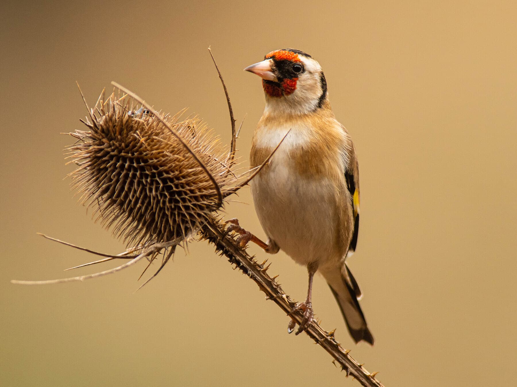 Goldfinch perched on teasel